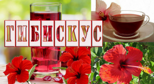 Гибискус или каркаде. Лечебные свойства. Лекарственные растения. Народная медицина..mp4