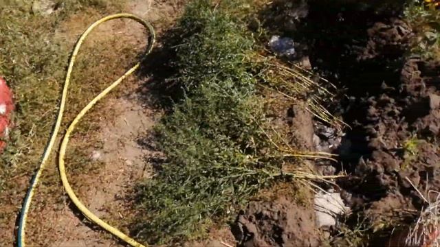 Оформление бордюр из цветов смотреть онлайн