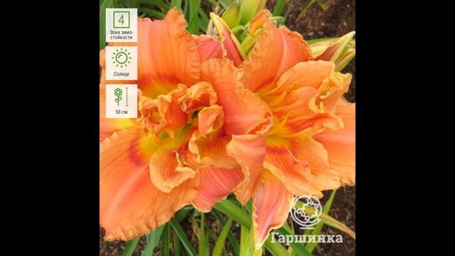 Мои лилейники-Катерина Вудбери,Спейскоуст Бихейвиор Пэттерн. #лилейникисорта, #лилейники,#цветы. смотреть онлайн