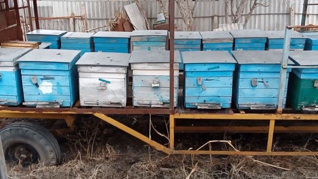 Кормим пчел медом смотреть онлайн