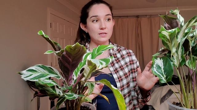Calathea Stella and White Fusion ??? What's the difference? смотреть онлайн