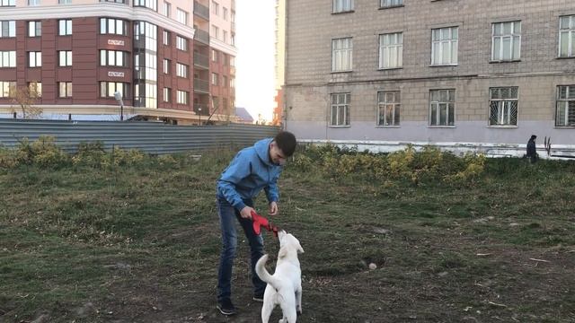 Какие игрушки НЕ надо покупать собаке | Игрушки для лабрадора Бэтти смотреть онлайн