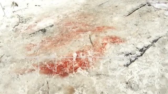 Чтобы спастись от пожара жителям Малой Покровской пришлось прыгать из окон горящего дома смотреть онлайн