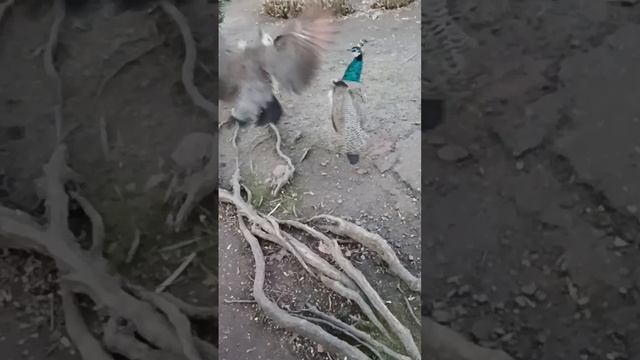 La pava real, a punto de accidentar al pavezno (velocidad lenta y superlenta). смотреть онлайн