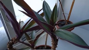 Традесканция Рео размножение и немного об уходе  #комнатныерастения#традесканция#видеоютуб