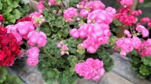 #447.Пеларгонии с самыми долгоцветущими шапками! Топ 5 сортов!