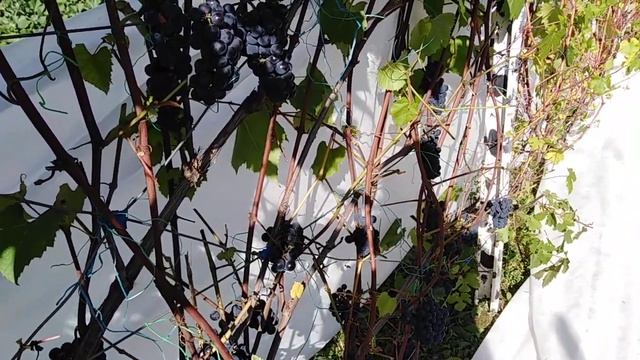 Защита винограда от птиц. Зачем нужны поздние сорта винограда в Подмосковье смотреть онлайн