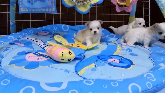 Забавные малыши мальтезе