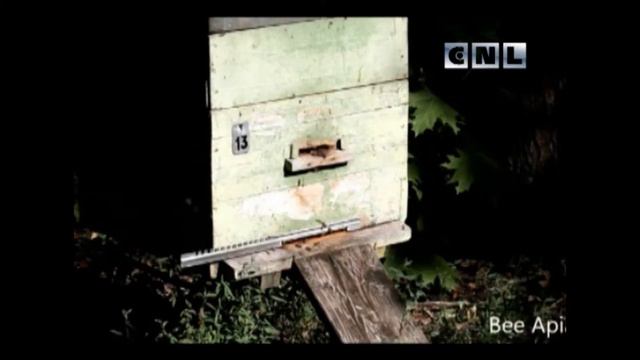 Насекомые пчела смотреть онлайн