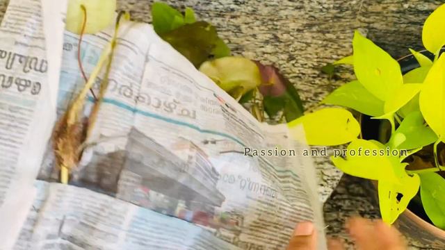 Best house plants collections/wholesale and retail plants in kerala/passion and profession смотреть онлайн