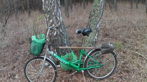 Сбор берёзового сока. Посадка в лесу саженцев крыжовника и чёрной смородины.
