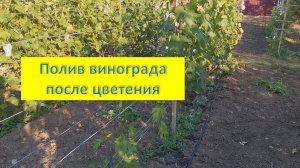 Зачем поливать, и не только, виноград после цветения!!!