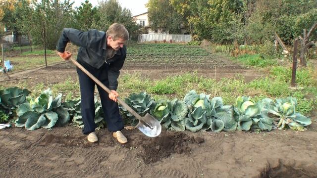 05. Подготовка грядки озимого чеснока. Сентябрь. смотреть онлайн
