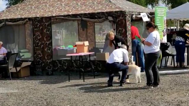 Выставка собак. Бордер колли. смотреть онлайн