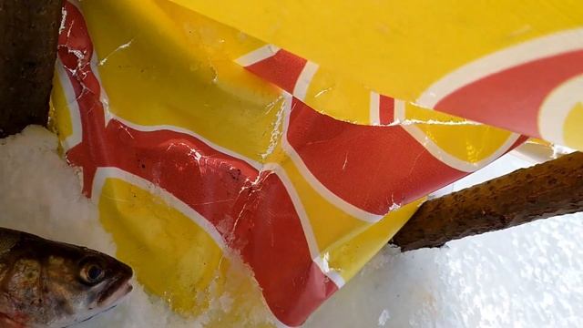 Ловля Ленка Рыбалка на амуре на хапугу зимой 2021 смотреть онлайн