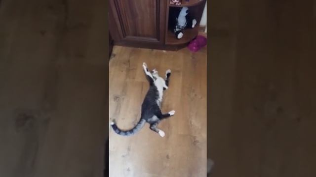 Страус против рыси. ЖЕСТЬ. Смотреть до конца. смотреть онлайн