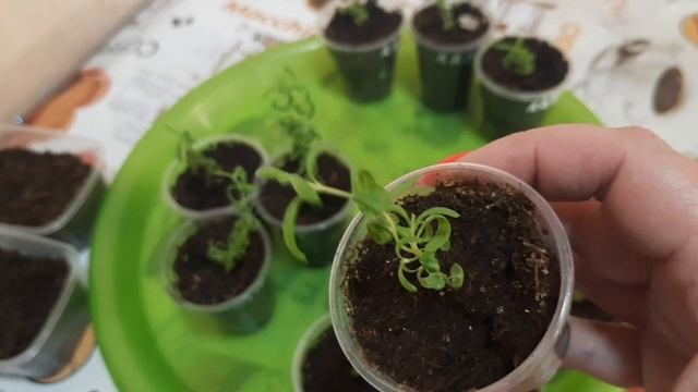 Травянистые растения из семян. Чем украшу горшечную зону и сад. смотреть онлайн