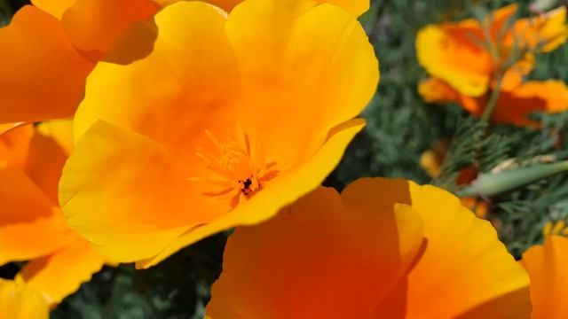 Калифорнийский мак. Дача в Германии. Эшшольция калифорнийская. 4K 3840x2160 (60fps) видео смотреть онлайн