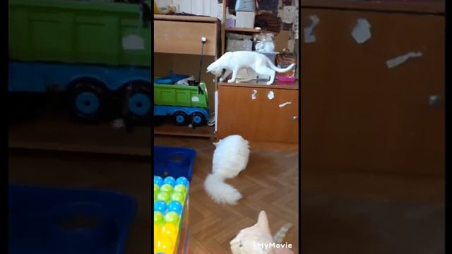какое же выбрать имя котёнку? белая девочка( 4мес.24марта.) смотреть онлайн