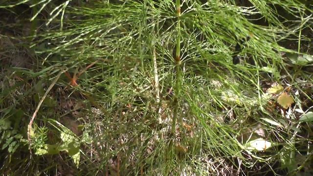 Хвощ лесной видео. Как выглядит вблизи смотреть онлайн