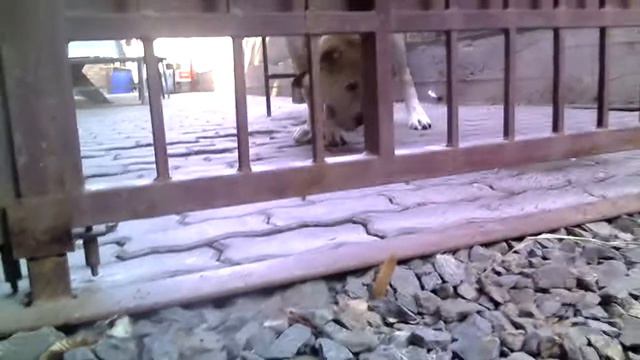 !ЭКСКЛЮЗИВ! Собака жрёт камни поворачивается и сыт смотреть онлайн