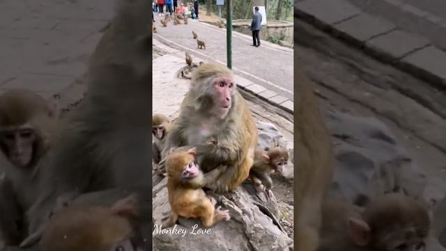 Monkeys Waiting Food, The Winter Season In The Forest Not Enough Fruit For Monkeys, They Are Hungr смотреть онлайн