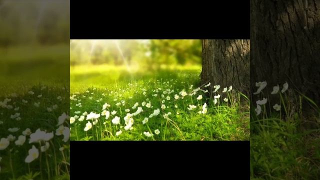 Ультрарасслабляющая музыка, успокаивающая разум, перестающая думать - Музыка для сна, души и тела смотреть онлайн