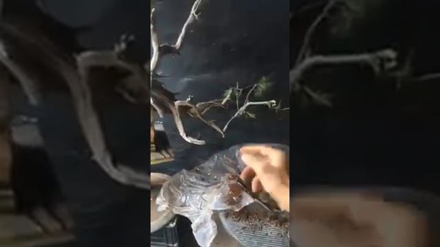 Messa in vaso una Margotta di un Ginepro Fenicio 25 04 2020 смотреть онлайн