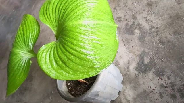 Personal Plant Collection: Cardwell Lily / Sepulih смотреть онлайн