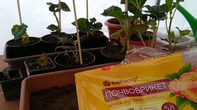 КЛУБНИ БЕГОНИИ АМПЕЛЬНОЙ КУПЛЕННЫЕ С МАГАЗИНА . КАК ПРАВИЛЬНО ПОСАДИТЬ КЛУБНИ БЕГОНИИ ? смотреть онлайн