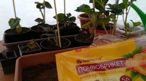 КЛУБНИ БЕГОНИИ АМПЕЛЬНОЙ  КУПЛЕННЫЕ С МАГАЗИНА . КАК ПРАВИЛЬНО ПОСАДИТЬ КЛУБНИ БЕГОНИИ ?