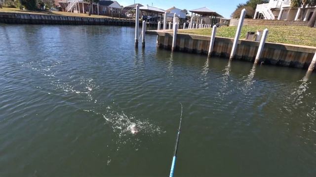 These Saltwater CANALS are FULL of Fish!! смотреть онлайн