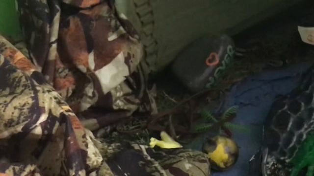 Letting a real python explore our Skull Island смотреть онлайн