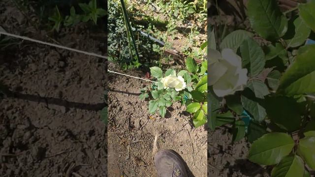 на даче в Узбекистане 10 октября 2023г стоит теплынь смотреть онлайн