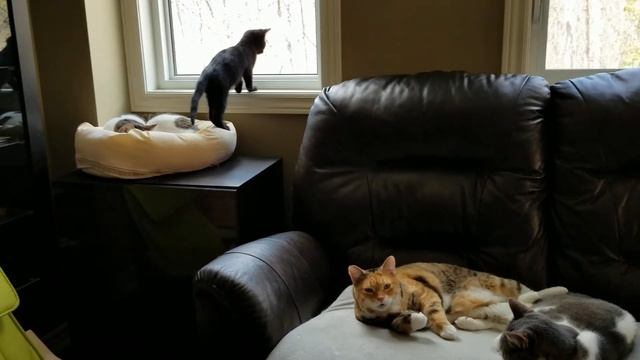 Happy critters смотреть онлайн