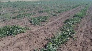 Арбуз сорт  каристан урожай 2020.