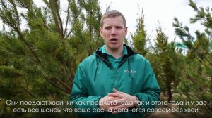 9 вредителей сосны и как с ними бороться  1 часть