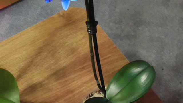 Синий "Фаленопсис" и другие ... смотреть онлайн