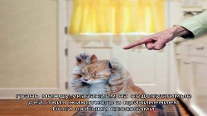 Как отучить кошку царапаться и кусаться