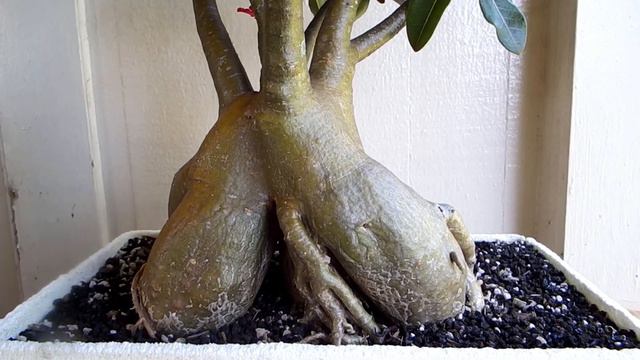 Adenium Portrait   Arabicum Obesum Cross