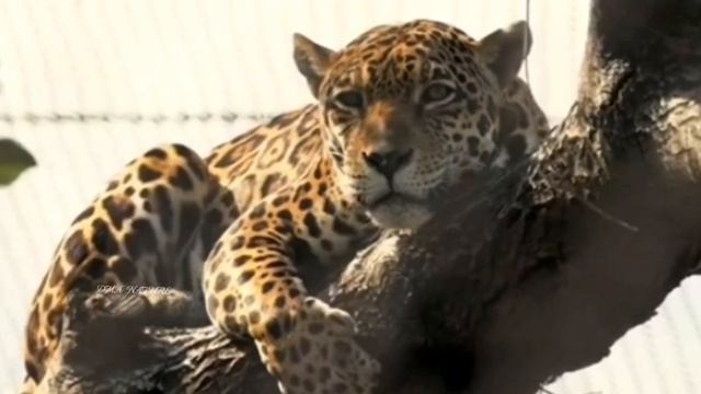 Ягуар. Хищник. Jaguar