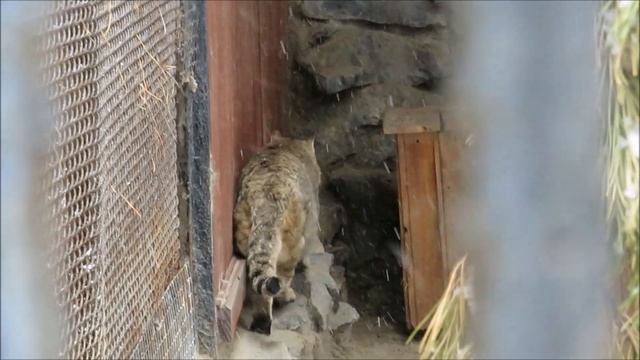 Европейский лесной кот 17.11.2022 смотреть онлайн