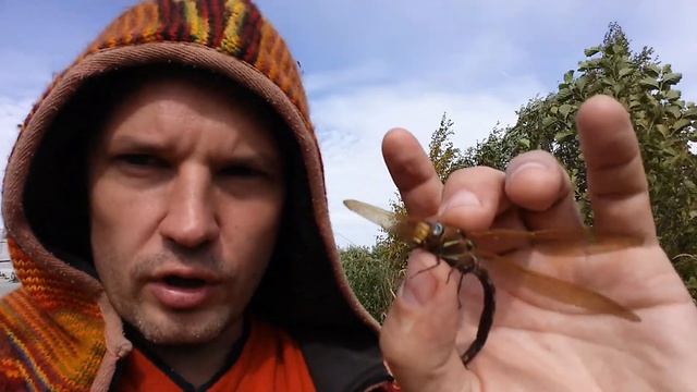 Стрекоза. Смертельное совершенство. смотреть онлайн