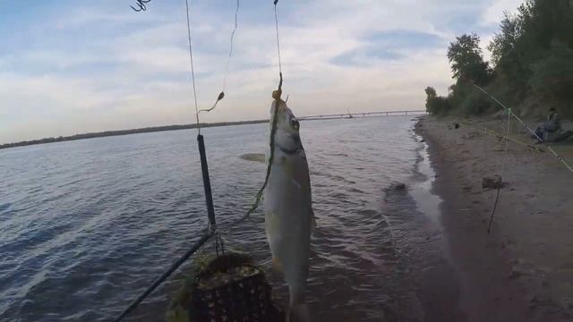 ЛОВЛЯ ЛЕЩА НА ДОНКУ С БЕРЕГА. СЕЗОН 2020. смотреть онлайн