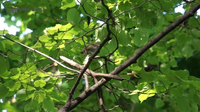 Пение соловья 2. Голоса птиц. Nightingale song. AllVideo.su. смотреть онлайн