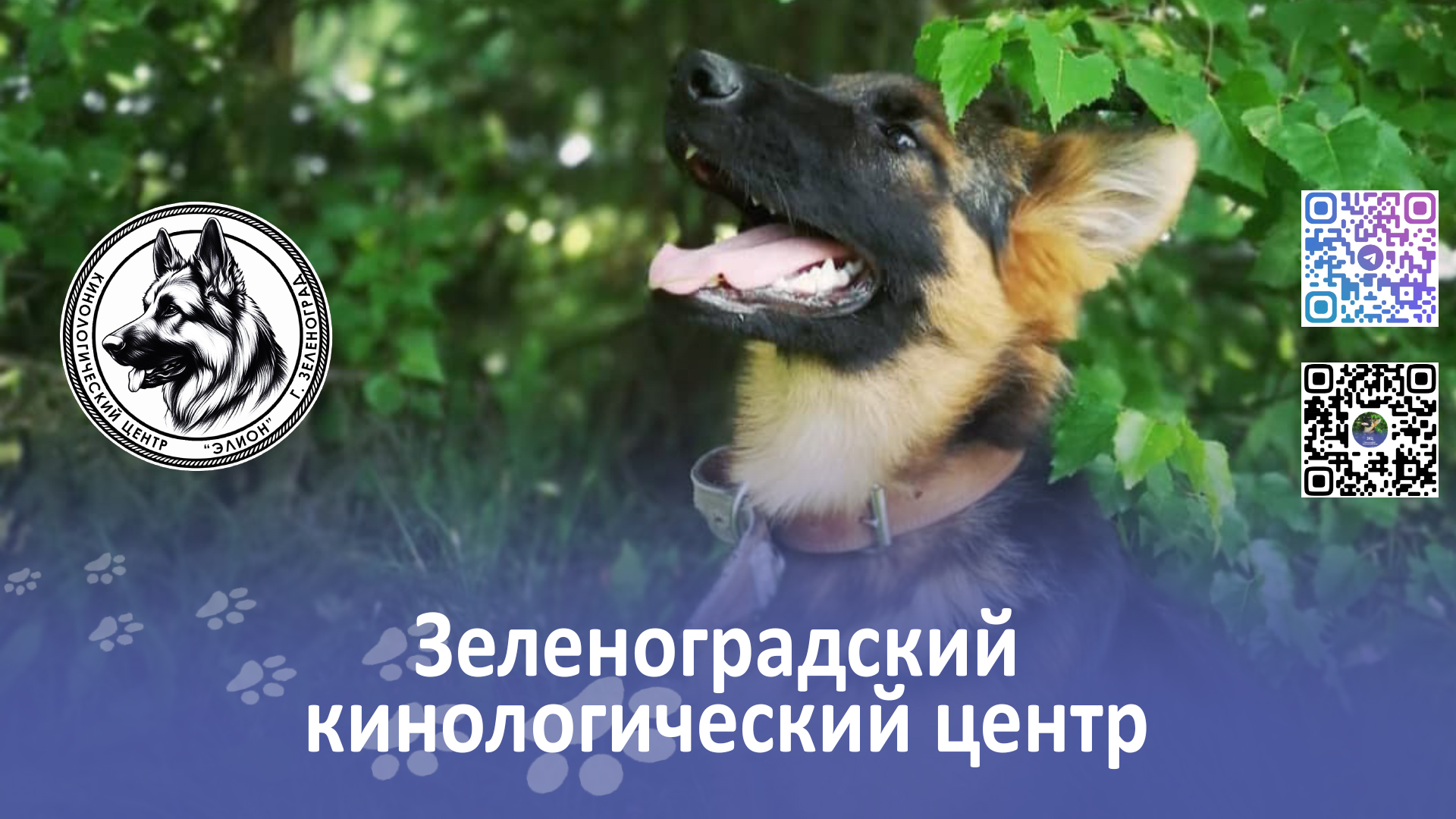 Зеленоградский кинологический центр