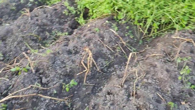 Прополка картофеля смотреть онлайн