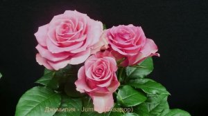 Как распускается роза Джумилия - Jumilia (Эквадор)