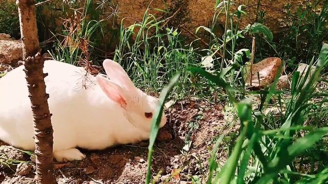 Sounds That Attract Rabbit смотреть онлайн