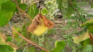 Виноград сорт Спартанец Сидлис 2017г